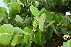 Seagrape leaves and fruit photo