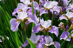 Purple and white irises in summer photo