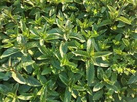 Mentas verdes en el jardín. foto