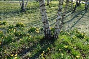 Birch trees in the park in Germany photo