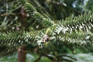 Fir tree close-up photo