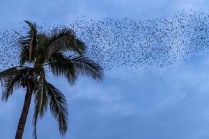 Bats flying in the sky with a palm tree photo