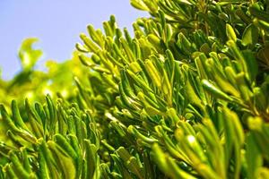 hojas de olivo foto