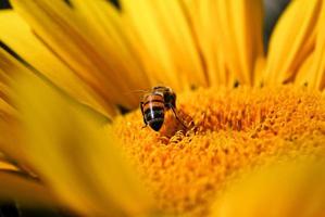 Bee pollinating sunflower photo