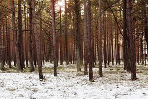 Wintry pine forest photo