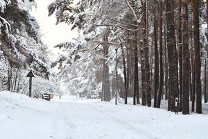 bosque de pinos nevados foto