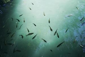 Fish swimming in water photo