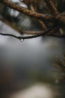 gota de lluvia en una rama