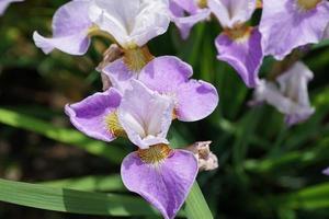 Purple and white iris photo