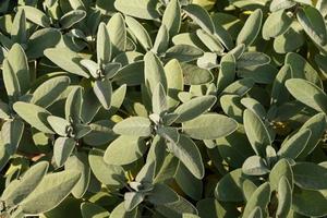 Sage in the garden photo