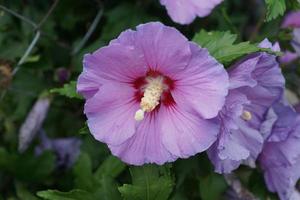 Hibiscus in summer photo