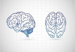 Hand drawn brains sketch vector