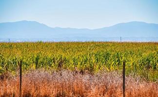 Corn fields in California photo