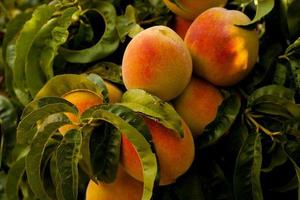 frutas de durazno en el árbol foto