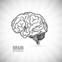 Hand draw human brain sketch  vector