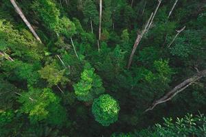 Tropical forest background, natural scene with canopy trees photo