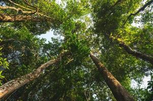 Fondo de bosque tropical, escena natural con dosel de árboles en la naturaleza