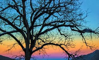 puesta de sol y el árbol solitario