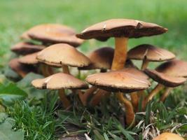 Brown mushrooms on green grass photo