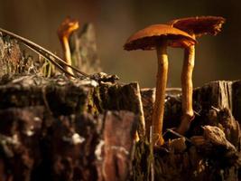 Rustic wild mushrooms photo