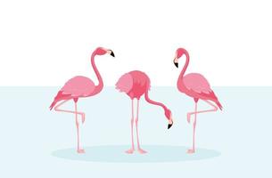 Beautiful flamingos birds flock standing vector