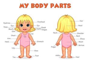 Body parts of girl for kids learning vector