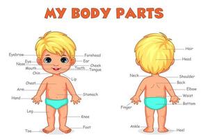 Body parts of boy for kids learning vector