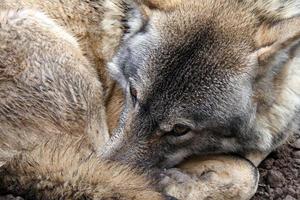A wolf curled up in nature photo