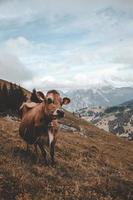 vaca marrón de pie en la cima de una colina foto