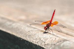Shallow focus photography of red and orange dragonfly photo