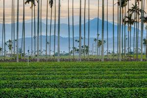 Green field with coconut trees photo