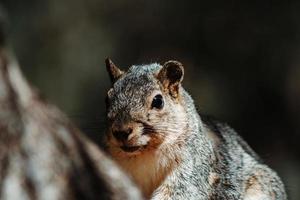 ardilla en el árbol foto