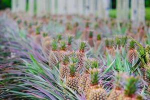 Pineapple growing on a farm photo