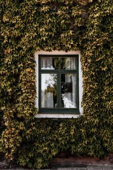 Glass window with ivy photo