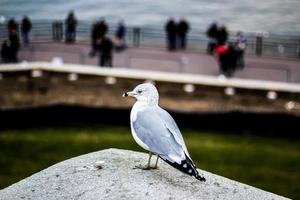 Seagull perched on rock photo