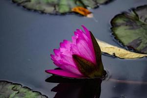 Pink lotus flower photo