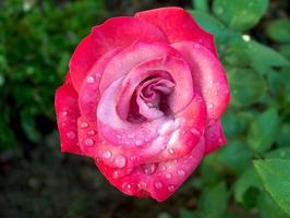 Water droplets on a red rose photo