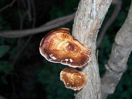 Wild fungus on a branch 