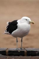 South African seagull  photo