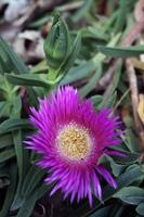 flor morada en un jardín foto