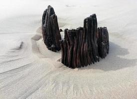 Beach wood in the sand photo