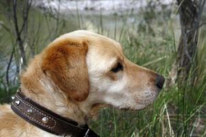 perro labrador dorado foto