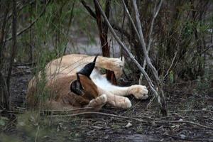 gato salvaje sudafricano foto