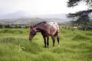 caballo en el campo de la naturaleza foto