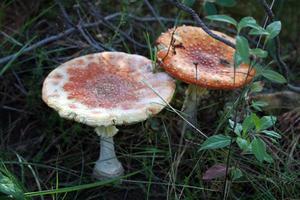 Two red spotted mushrooms photo