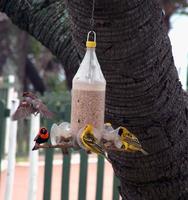 Several birds at a feeder photo