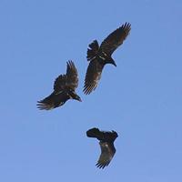 Three ravens in the sky