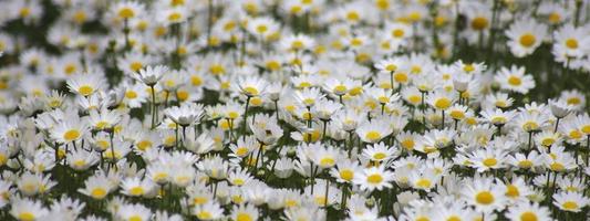 Close-up of a bed of daisies photo