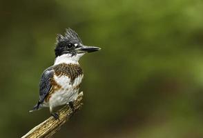 primer plano, de, un, martín pescador, pájaro foto