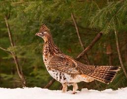 Close-up of a partridge bird photo